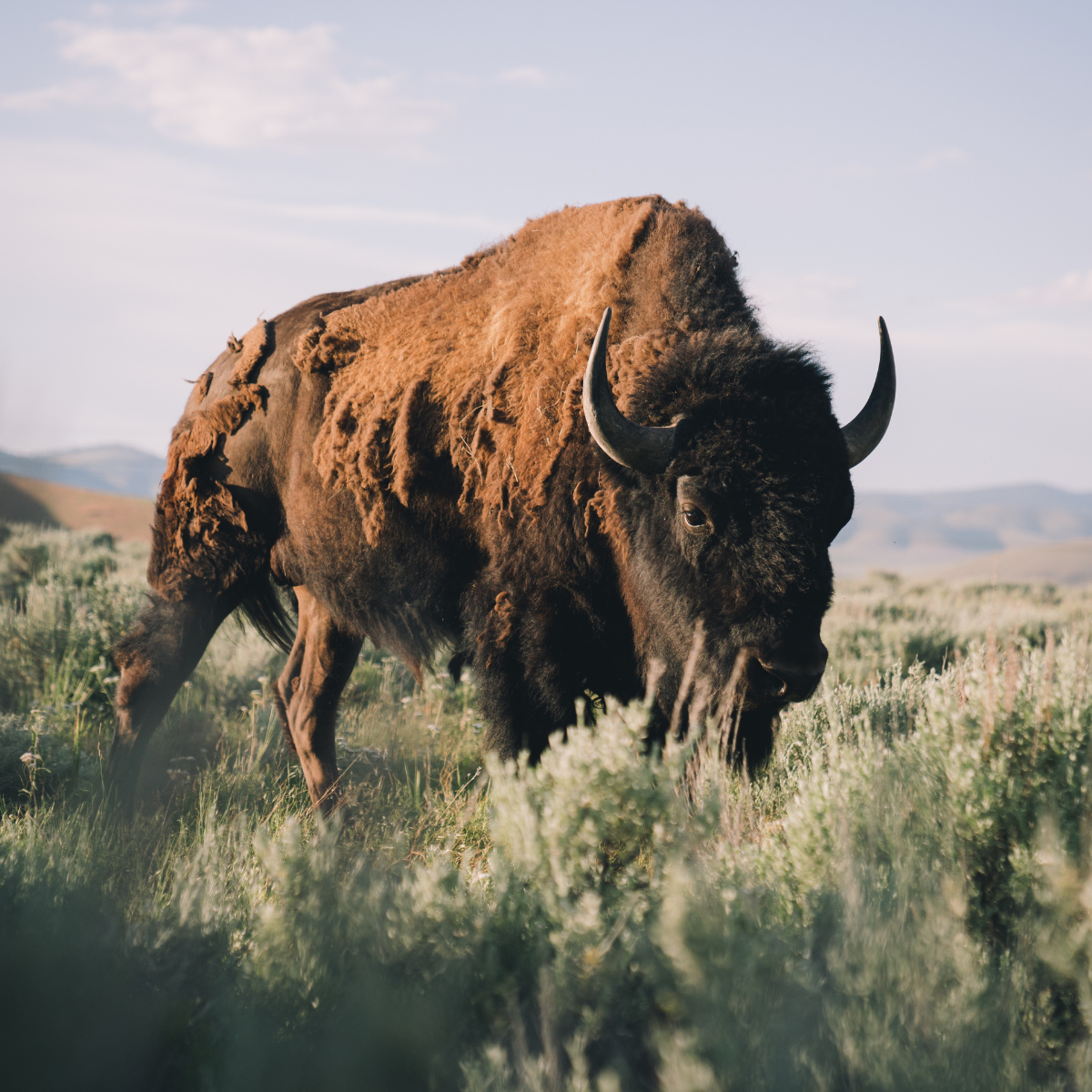 Roam Free: Regenerating the land with bison